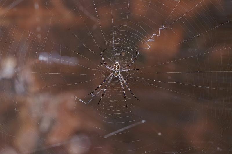 Argiope_ocyaloides_D3467_Z_87_Karinji NP_Australie.jpg